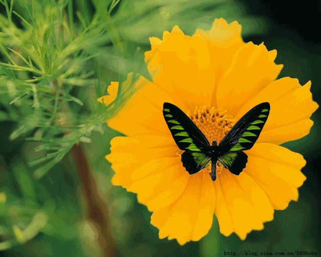 壁纸 花 桌面 640_512 gif 动态图 动图