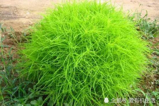春夏之交 田间地头的这个野菜 叶如细剑 嫩叶可以采摘食用 看点快报