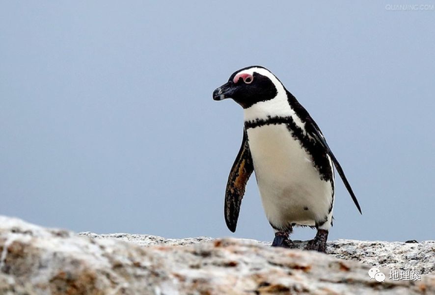 企鹅,你的家在哪里?
