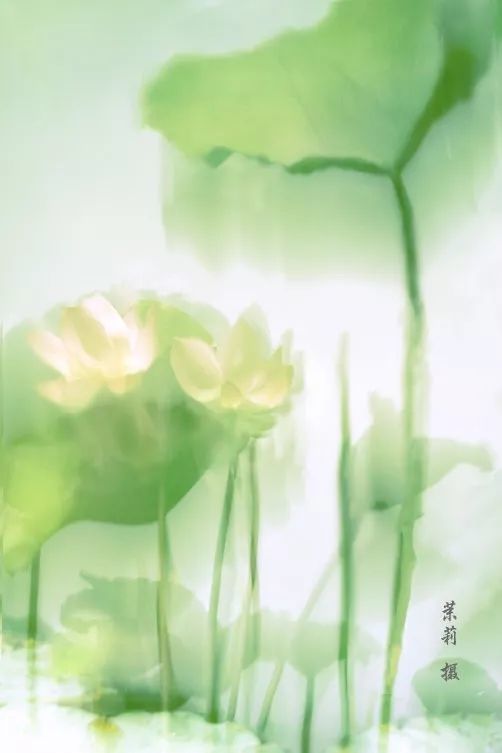 朗诵:往事不回头,余生恬淡过