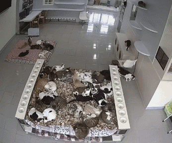 gif,大家体验一下密集恐惧不能承受的痛之猫咪全军出击的视觉.