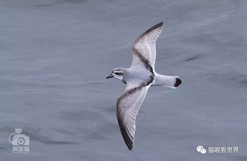 飛ぶために進化した鳥達 後編 オオワシ アホウドリ ハチドリ 環境に応じて進化した鳥