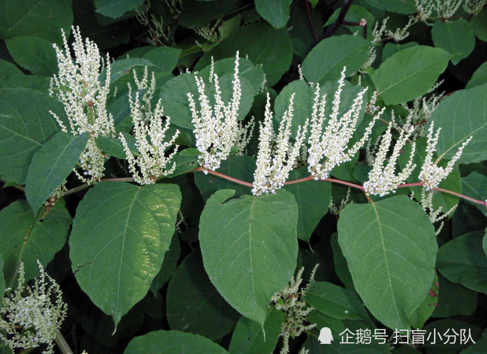 日本虎杖是无法被杀死 根除的 会像瘟疫一样快速蔓延整个花园 占领土地 看点快报