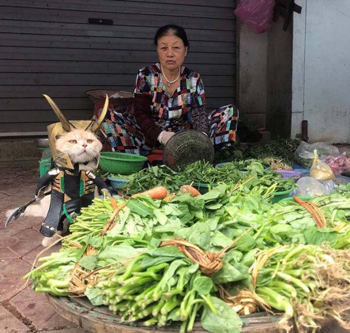 猫咪cosplay复联角色,路边卖菜表情霸气,网友:惹不起惹不起