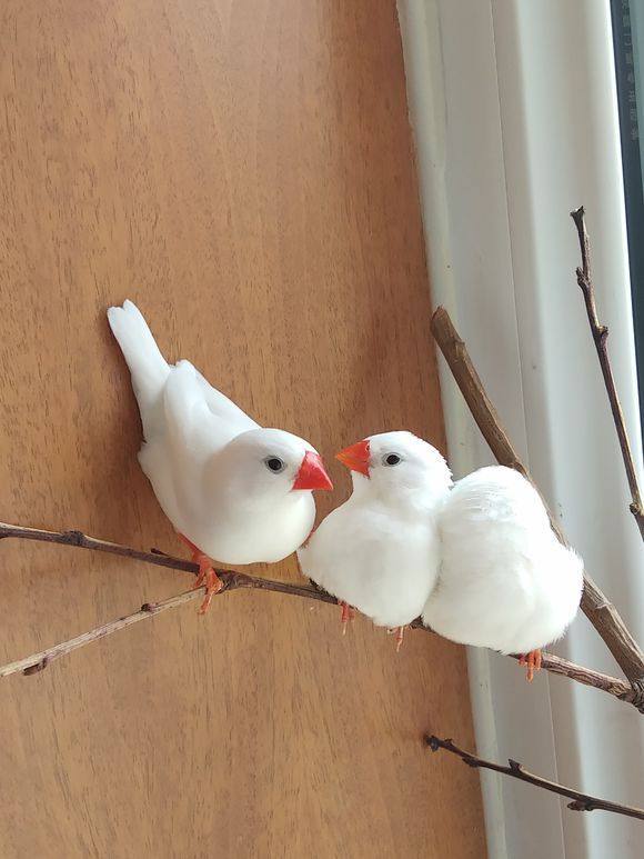 白色的珍珠鸟我们可以从鸟嘴去分辨,白色的成年公珍珠鸟嘴是红色的