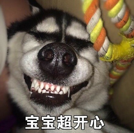 二哈搞笑表情包,哈哈哈哈,太逗比了