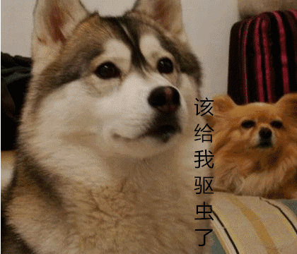 壁纸 动物 狗 狗狗 420_360 gif 动态图 动图