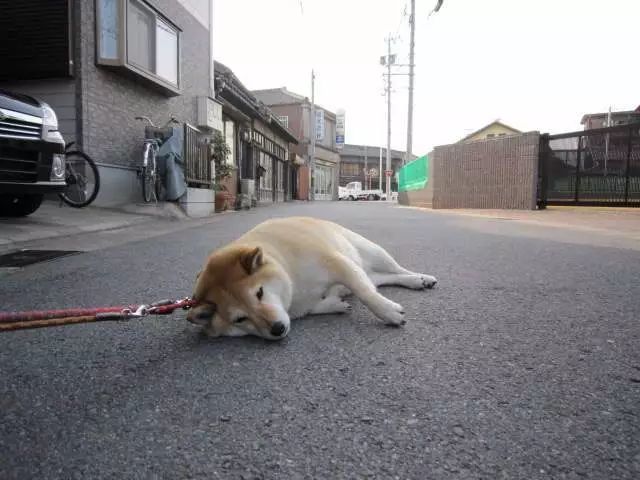 还记得那只不想回家的柴犬吗 刚刚手办化的它就被网友玩坏了 看点快报