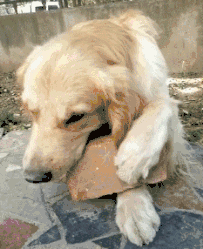 上个月楼下花坛的土都被吃完了