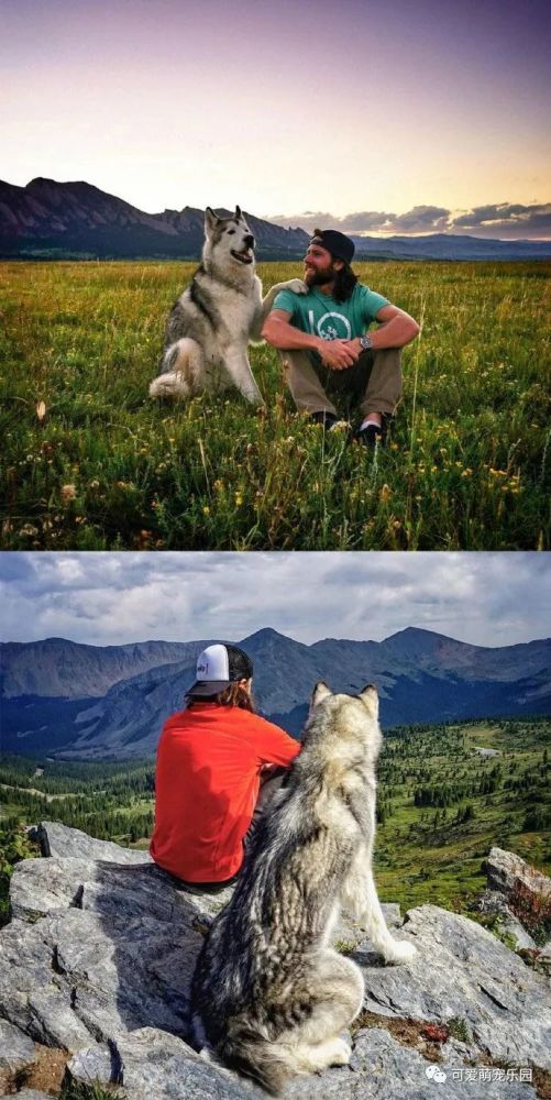 loki是一只拥有"北极狼 哈士奇 爱斯基摩犬"血统的大狗,与户外爱好者