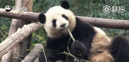 弟弟吃竹子的萌样(图:ipanda) 网络图,图文无关 成都大熊猫繁育研究