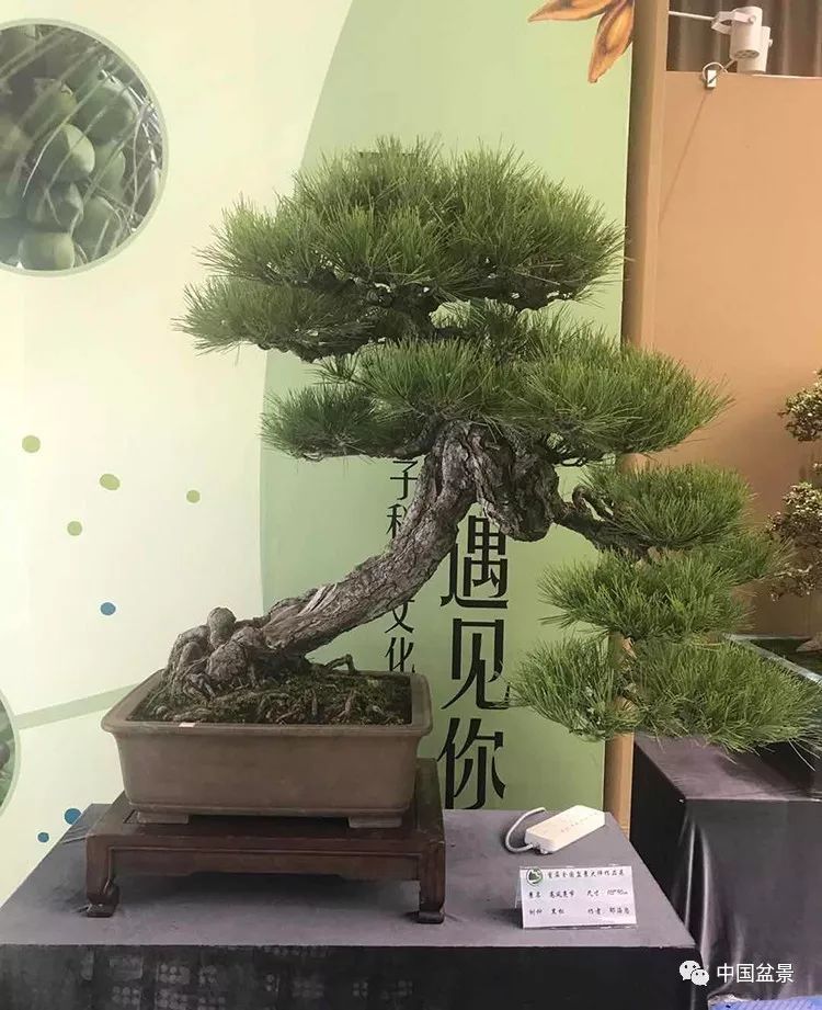 足不出户,欣赏全国50多位盆景大师精品盆景