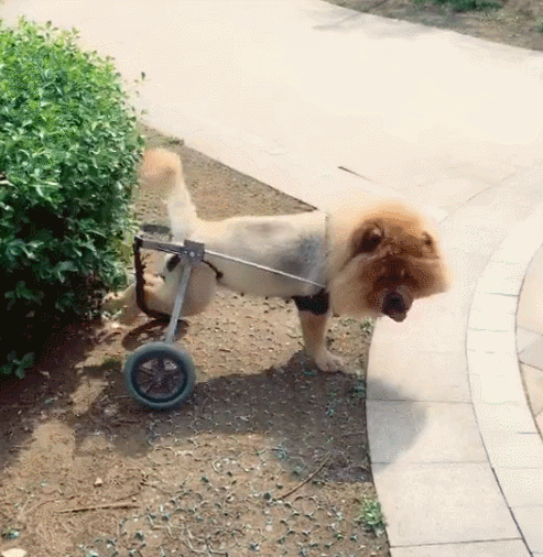 能有一个这么贴心和手巧的主人真替狗狗开心,以后就算没了后腿也可以