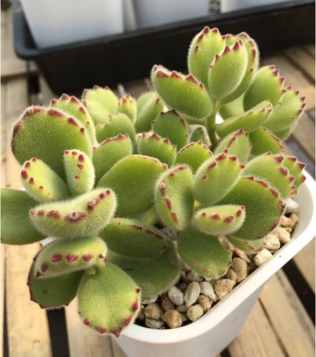 多肉植物熊童子 如何养出肥肥胖胖的熊童子 新手必看 看点快报