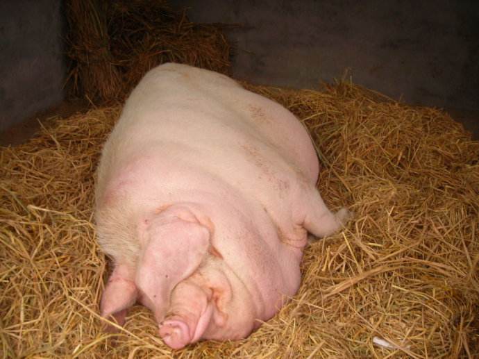 因为平日里缺乏锻炼,再加上养猪户多数都喜欢将家猪养得白白胖胖的