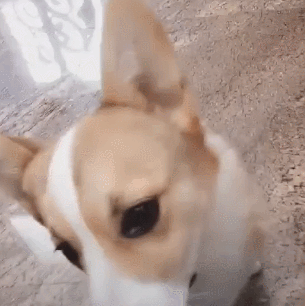 搞笑gif动图:女朋友说昨天晚上去健身房蹬了一个小时的单车我能信吗?