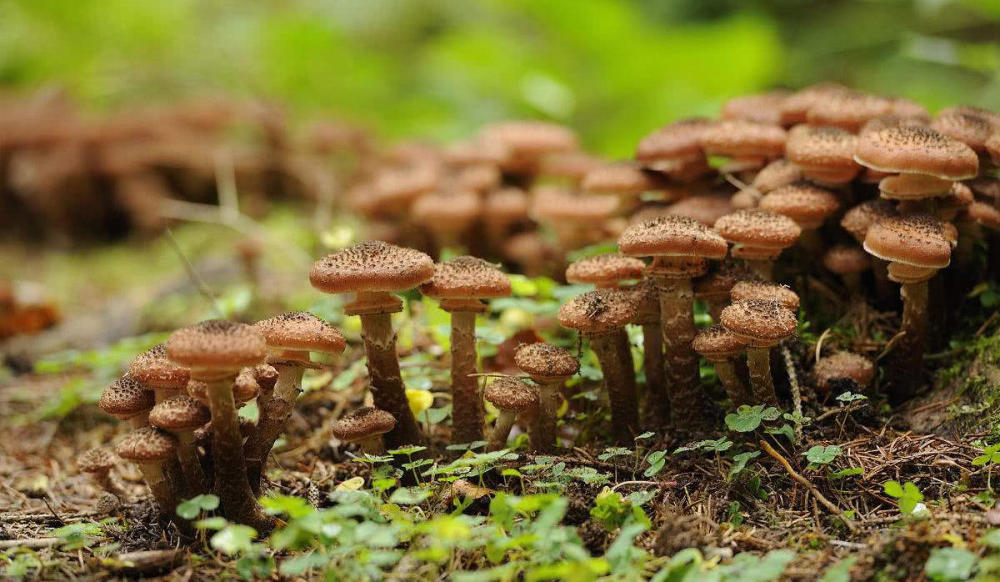 蓝鲸都弱爆了!世界上最大的蘑菇,占地965公顷