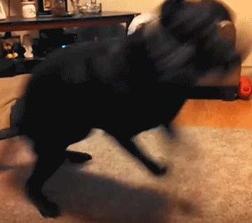 狗子无敌风火轮,亮点却是甩出的口水