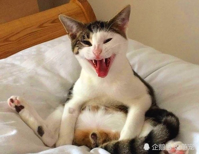 带公猫绝育之后,发现自己的蛋蛋不见了,这表