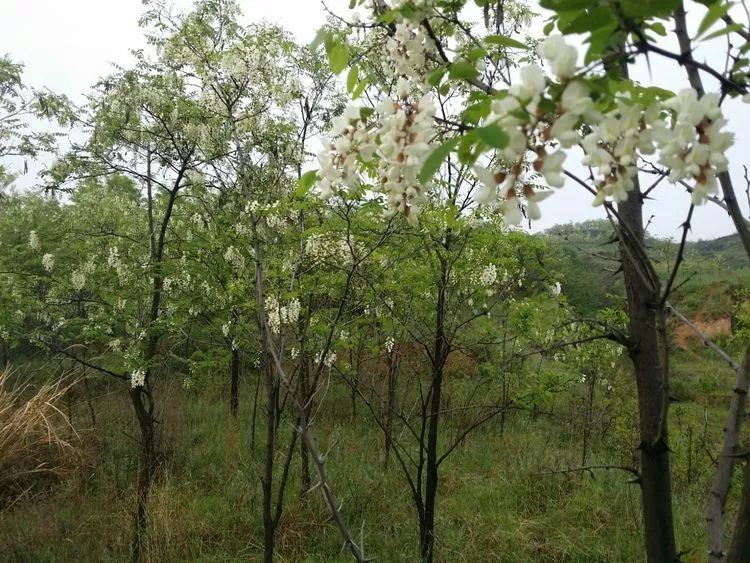 实拍:永寿槐花开了