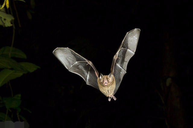 罗格斯-纽瓦克教授蝙蝠注视着这些夜行动物