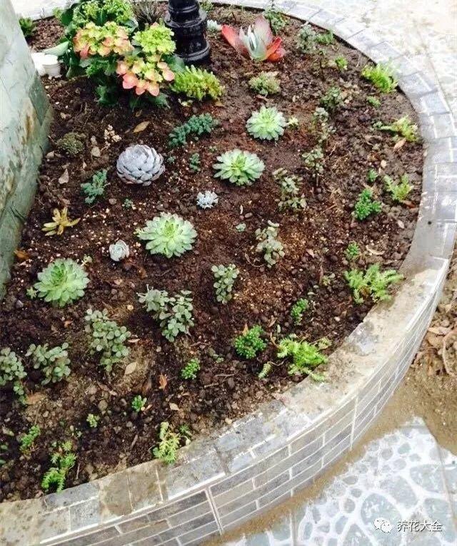 她用多肉 把家里的花坛变成了森林 看点快报