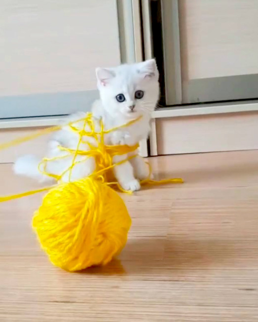 小猫咪玩毛线球被绑起来了,主人上前解救,喵:别抢我的
