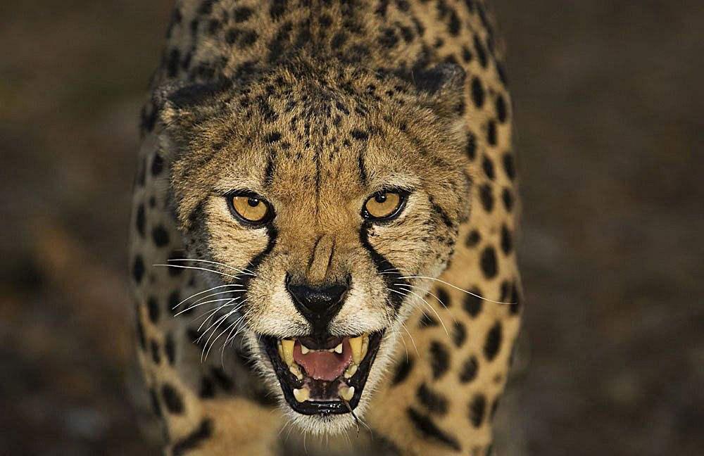 3.猎豹之怒.