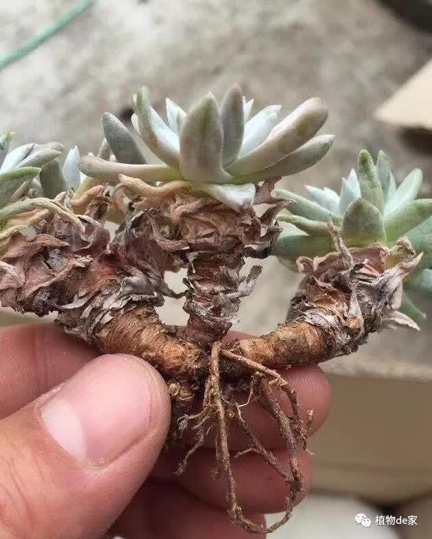 网购多肉修根后,晾根几天后才能上盆?