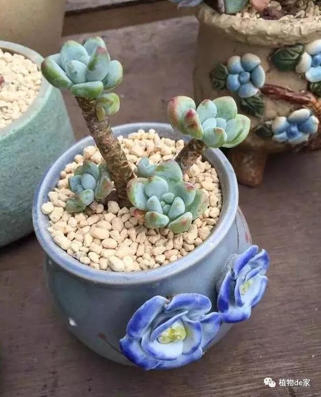 网购多肉修根后,晾根几天后才能上盆?