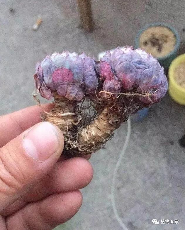 网购多肉修根后,晾根几天后才能上盆?