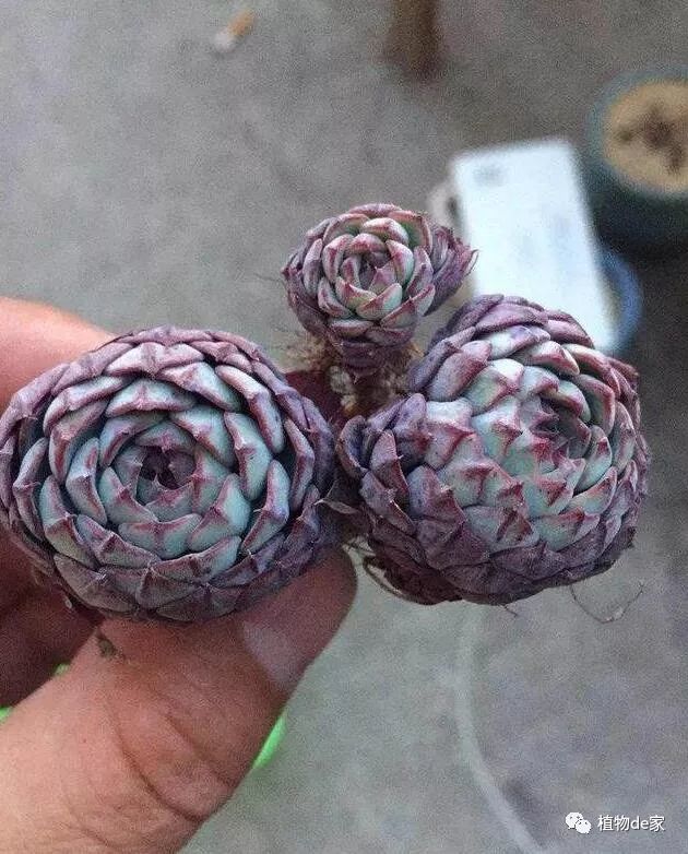 网购多肉修根后,晾根几天后才能上盆?