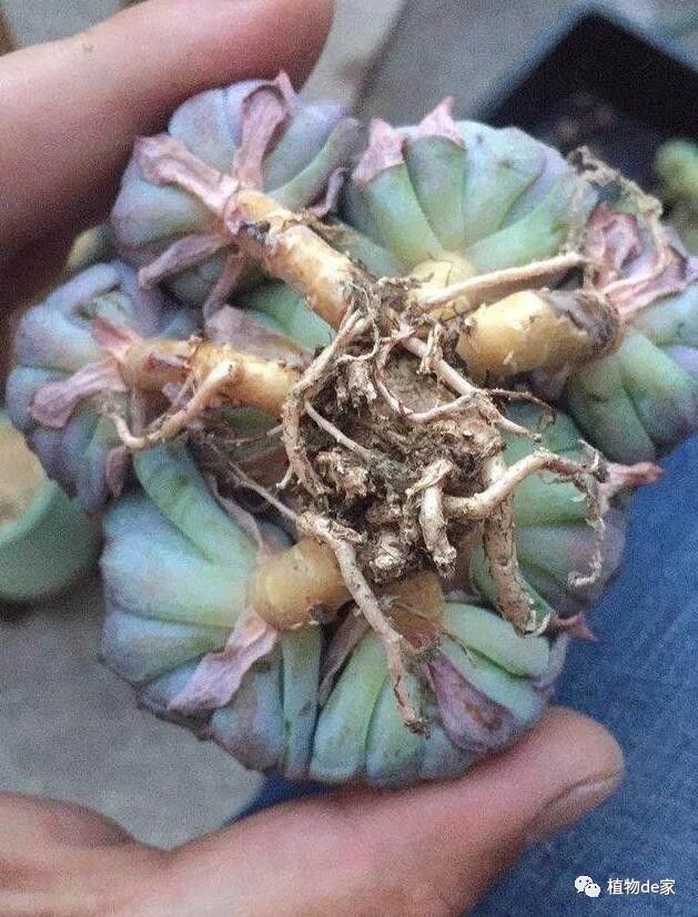 网购多肉修根后,晾根几天后才能上盆?