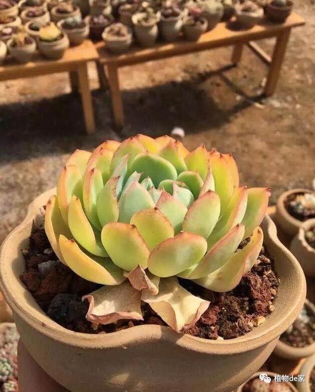 网购多肉修根后,晾根几天后才能上盆?