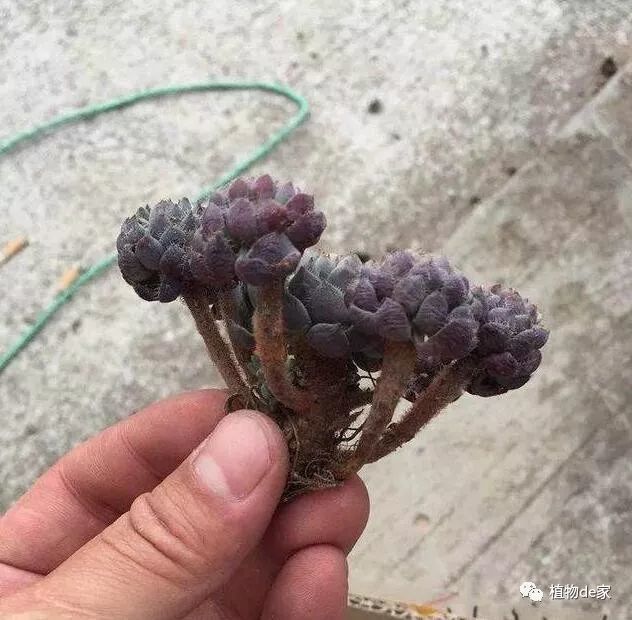 网购多肉修根后,晾根几天后才能上盆?