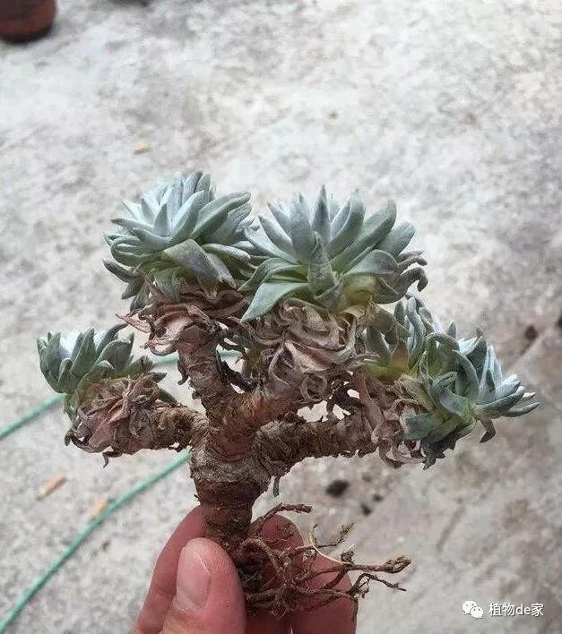 网购多肉修根后,晾根几天后才能上盆?