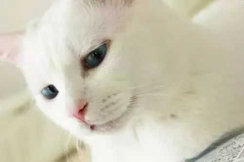 救命 猫咪得了猫癣 该怎么彻底治愈 看点快报