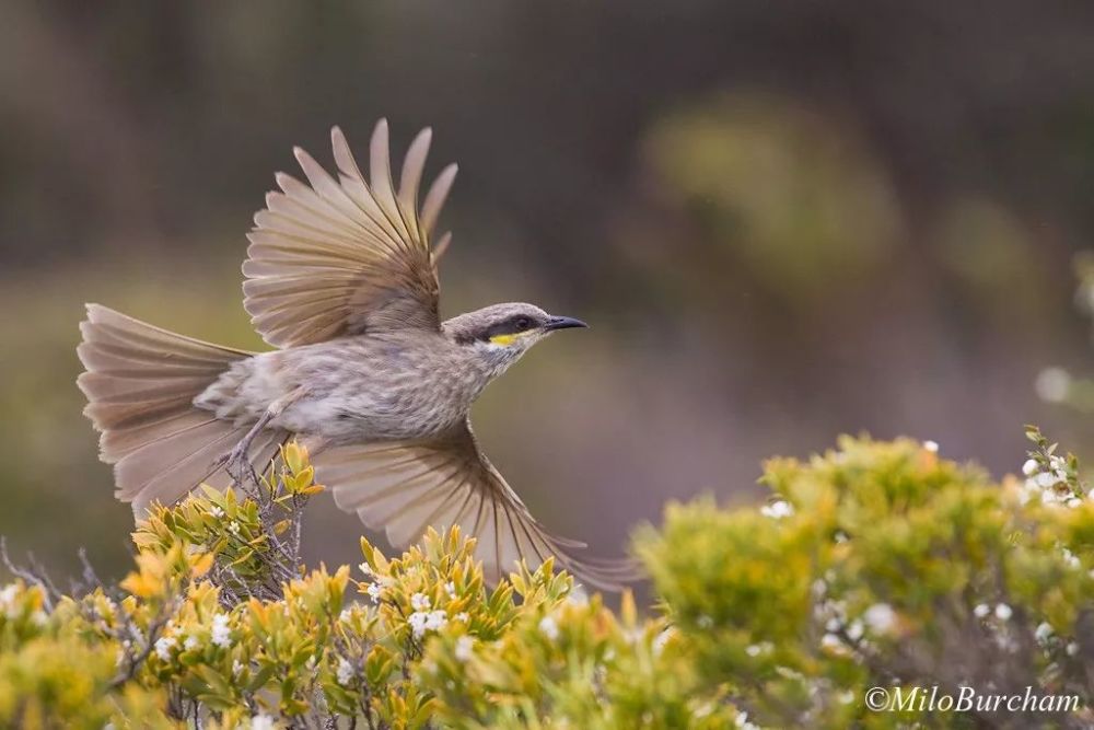 歌吸蜜鸟 singing honeyeater gavicalis virescens