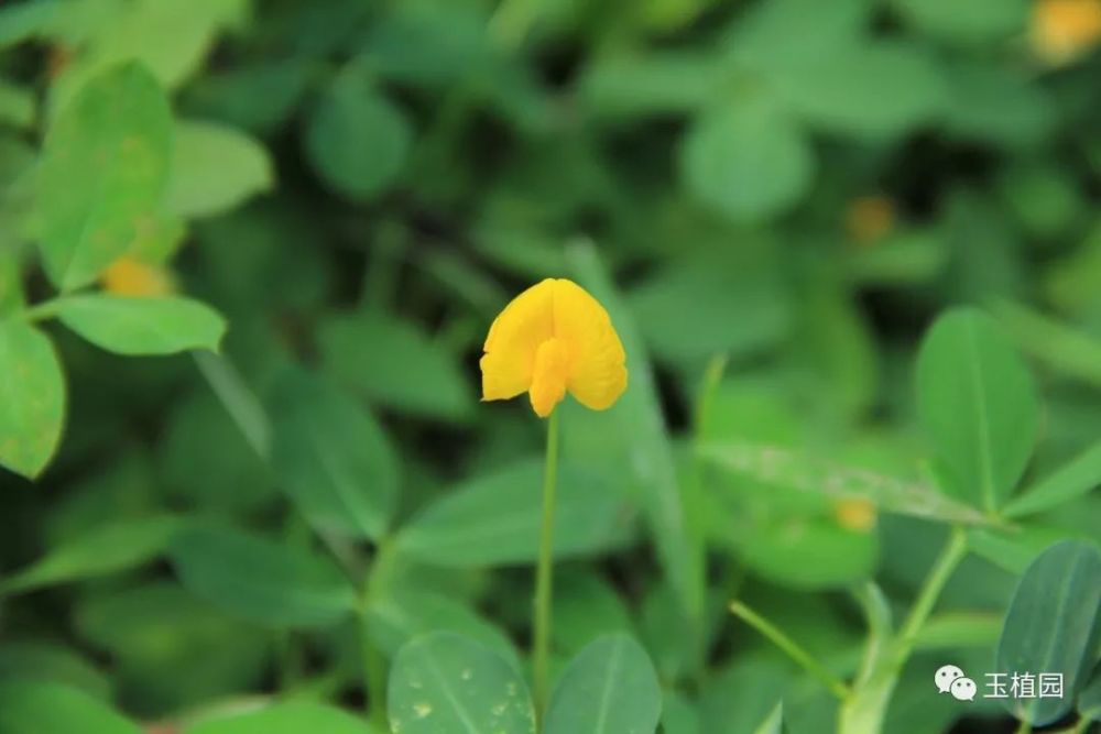 童年的落花生 长大后的蔓花生 看点快报