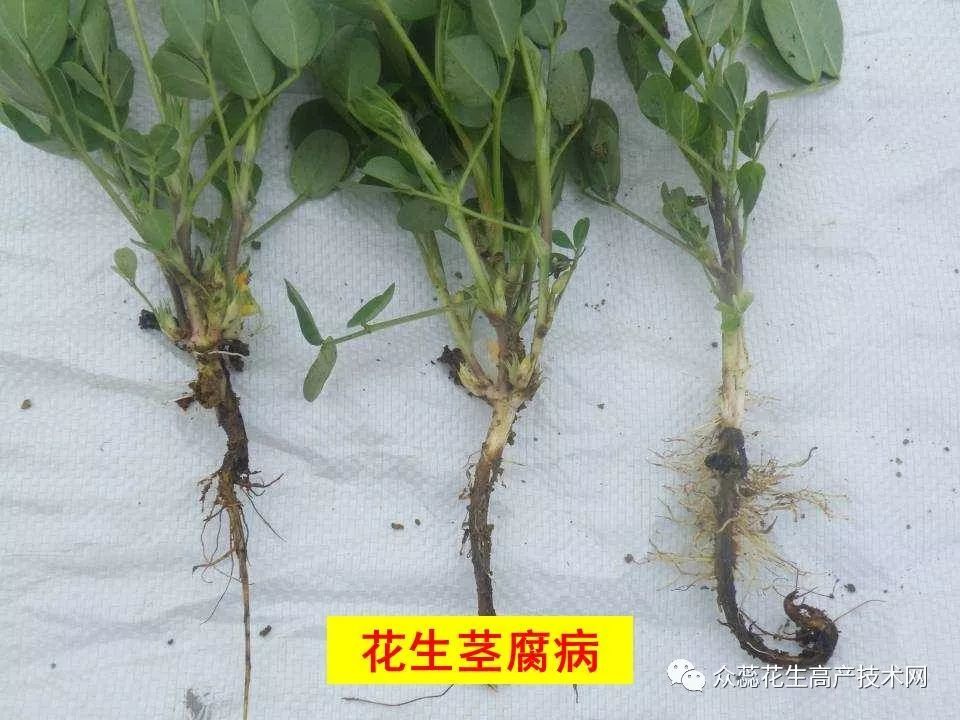 花生苗期管理有关的主要病虫害 ()菌期虫害: 蛴螬,金针虫,蝼蛄 ()根茎