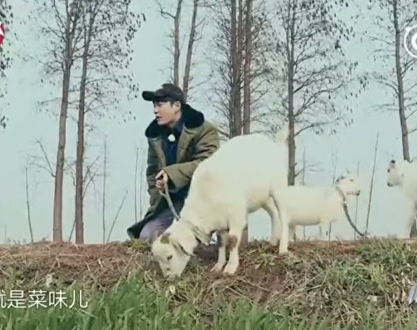 张艺兴跪地吃草引骂战,被王源粉丝骂太恶心