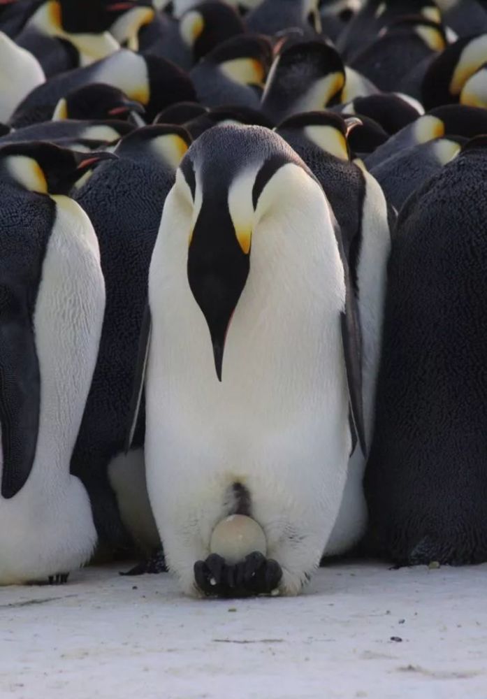 雄企鹅把蛋放在脚掌上,用育儿袋包裹起来, 孵化时间大约65天.