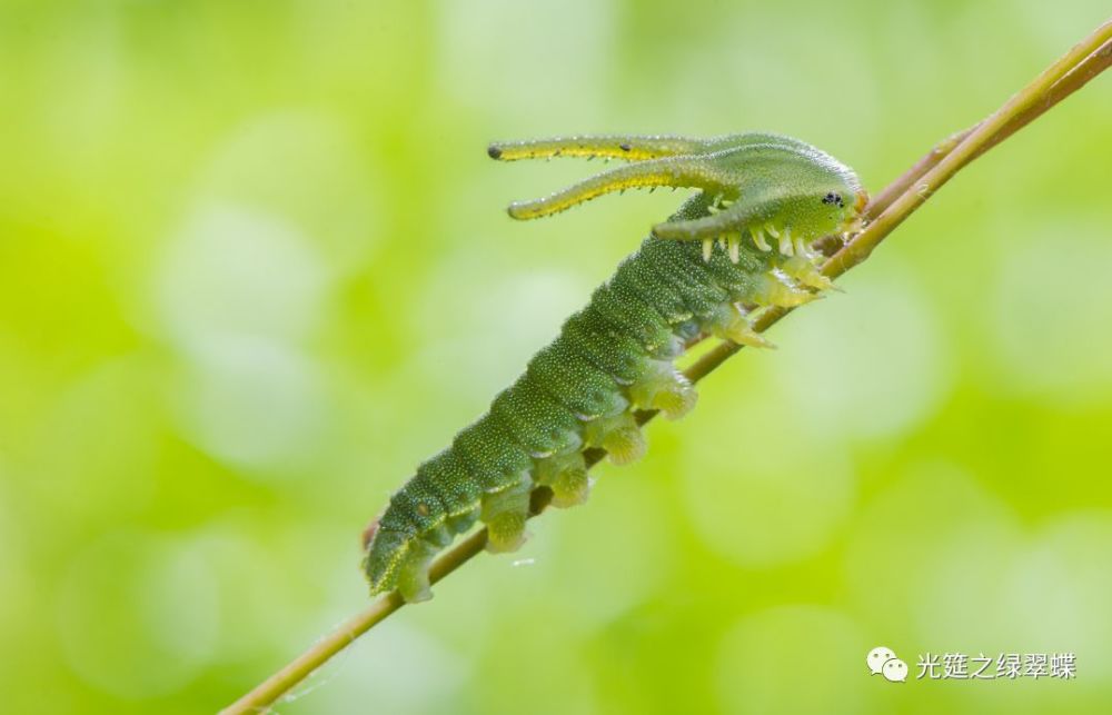 没错,这样子的毛毛虫都是蝴蝶的宝宝们