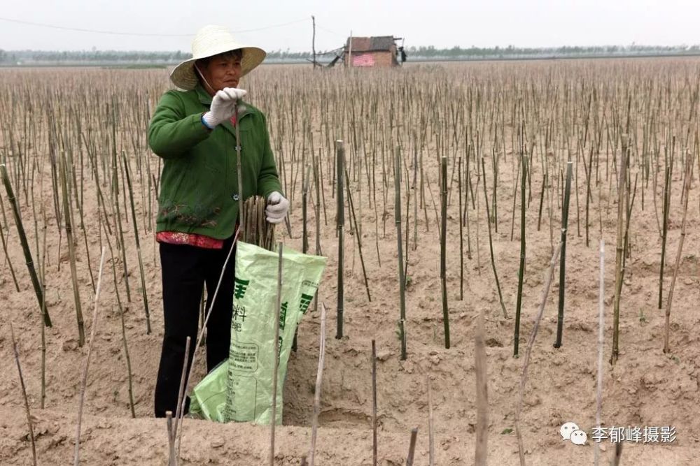 平均年龄67岁的老人打短工一天能挣100元还管
