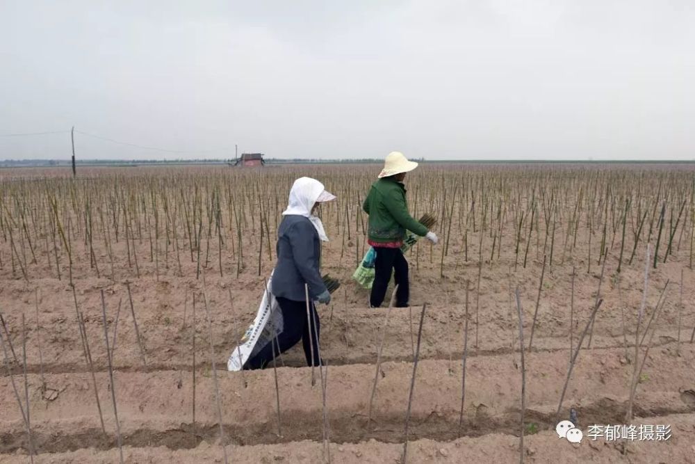 平均年龄67岁的老人打短工一天能挣100元还管