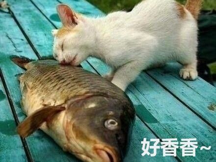 辟谣:猫咪天生爱吃鱼,这真是个天大的误会