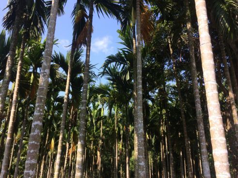 一口槟榔一口灰,为什么海南人那么爱吃槟榔?