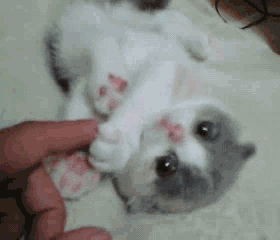 壁纸 动物 狗 狗狗 280_240 gif 动态图 动图