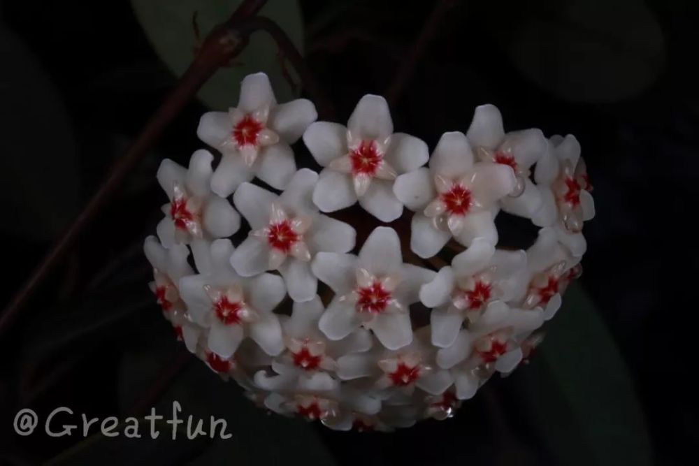 5月花事备忘录 广州篇 看点快报