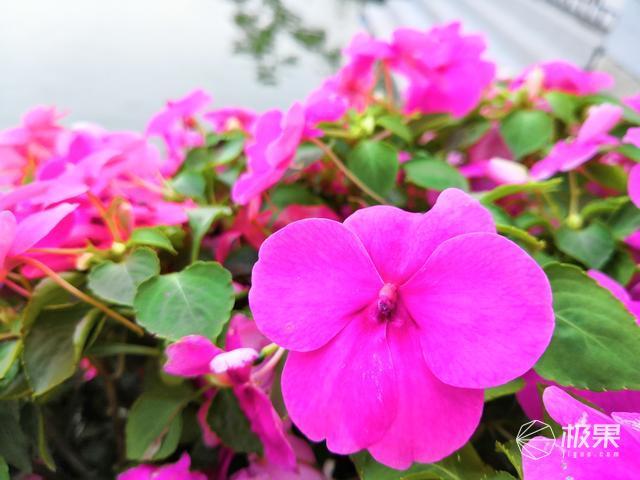 ai花朵摄影，ai绘制花朵图案教程